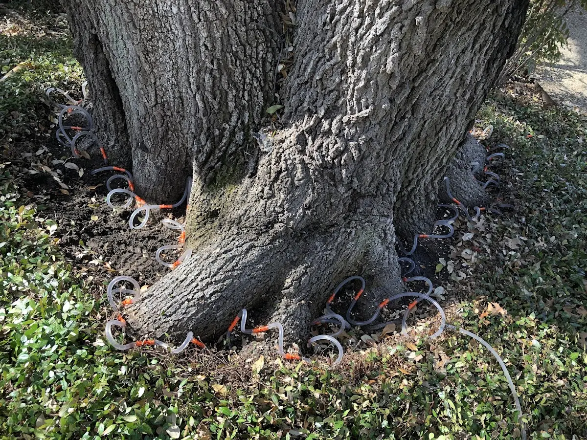 Detailed Tree Cabling and Bracing job site in Smyrna Mills