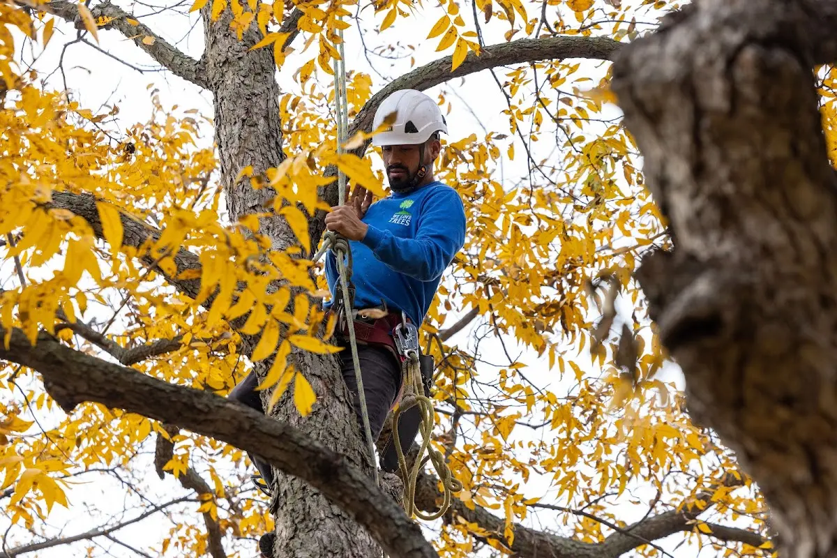 Skilled Tree Pruning crew working in Smyrna Mills